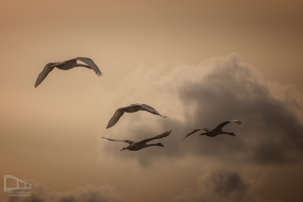 Heimflug
