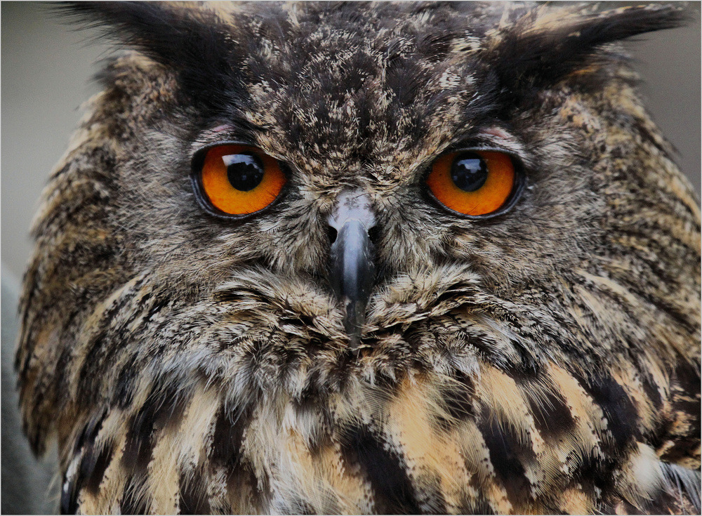 der blick des uhu...