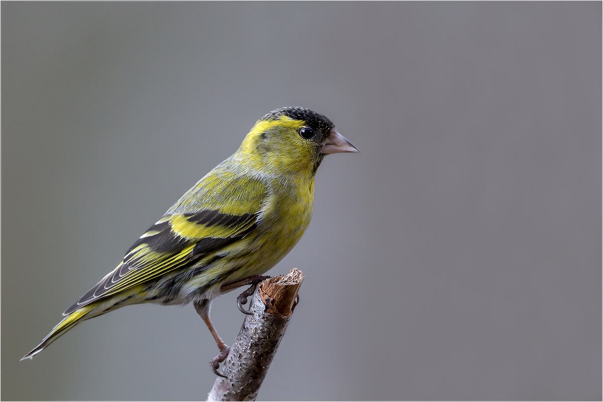 Erlenzeisig (Carduelis spinus)
