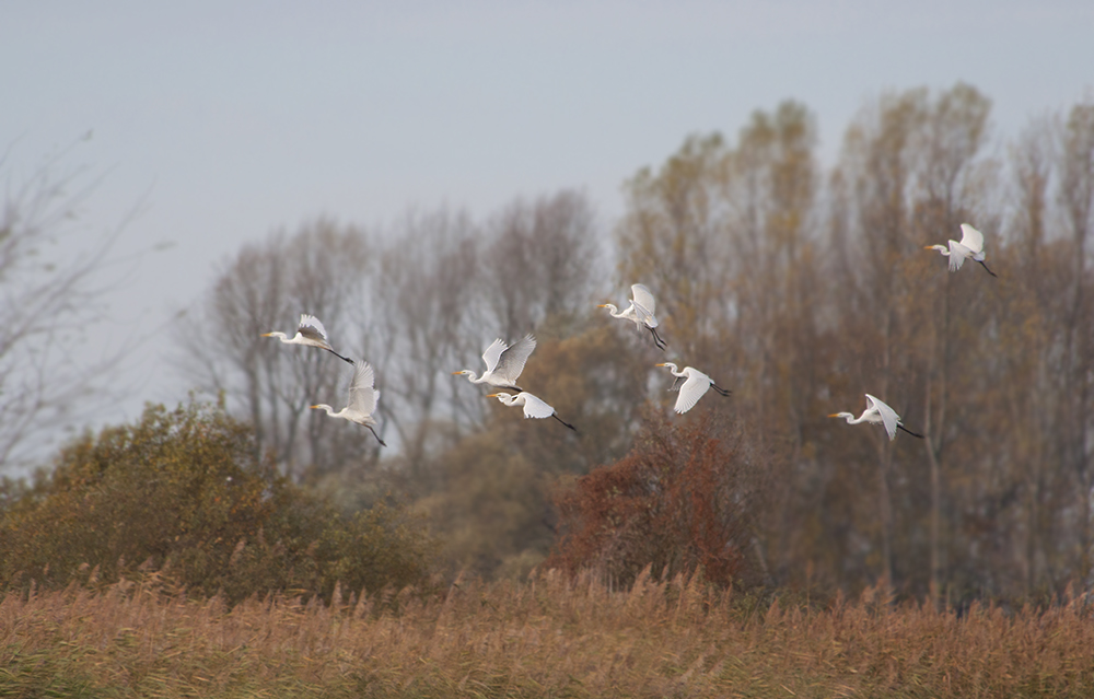 Silberreiher im herbstlichen Havelland