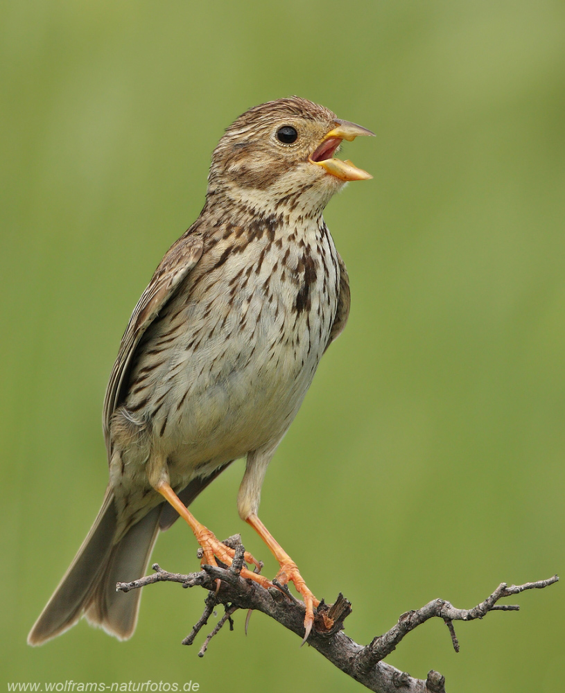 Grauammer (Emberiza calandra)