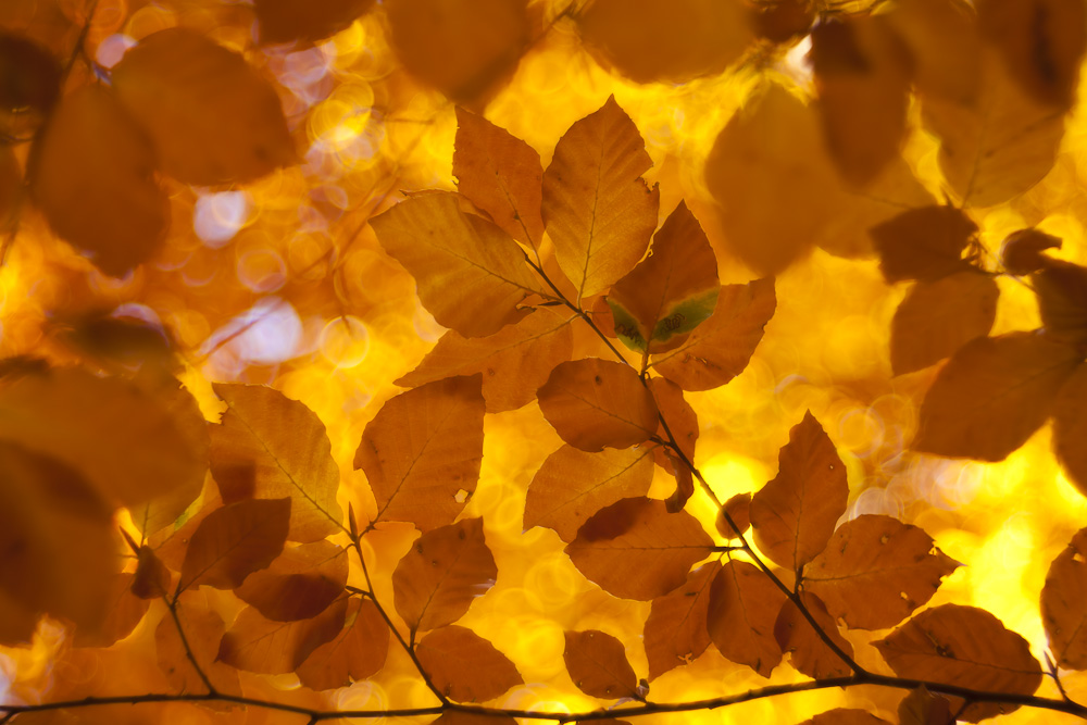 Als der Herbst noch bunt war