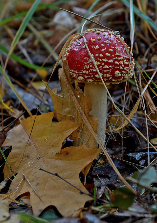 Herbstzeit