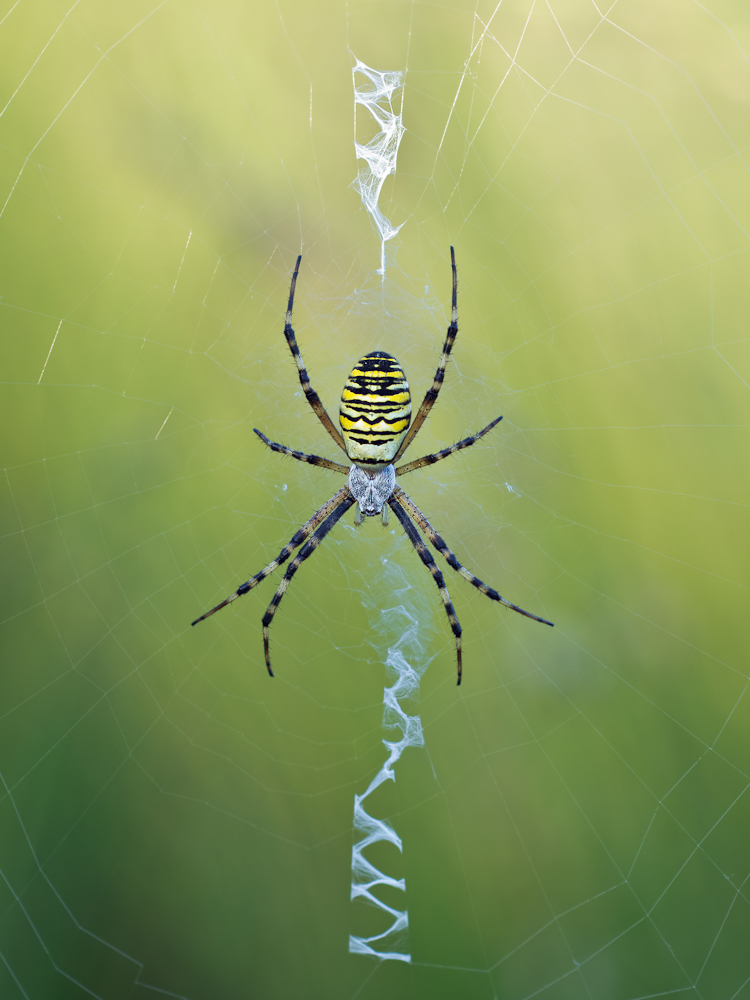 Wespenspinne  (Argiope bruennichi)