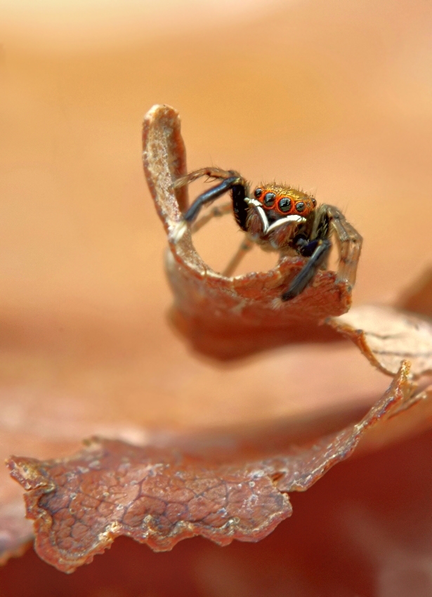 Der Surfer (Euophrys frontalis)