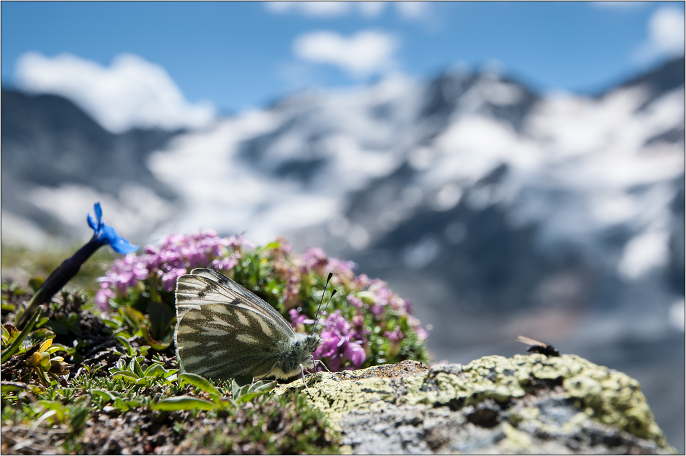 ~ im Reich des Alpenweißlings ~