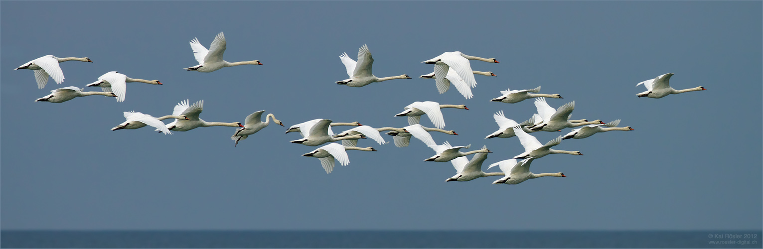 Schwanenflug