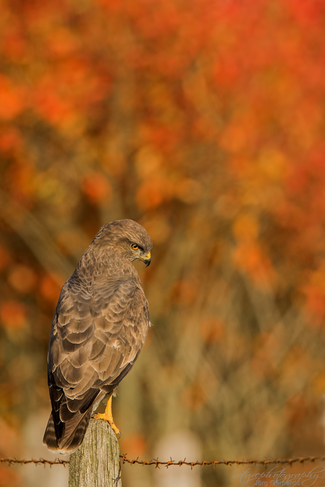 Letzte Herbstfarben.....
