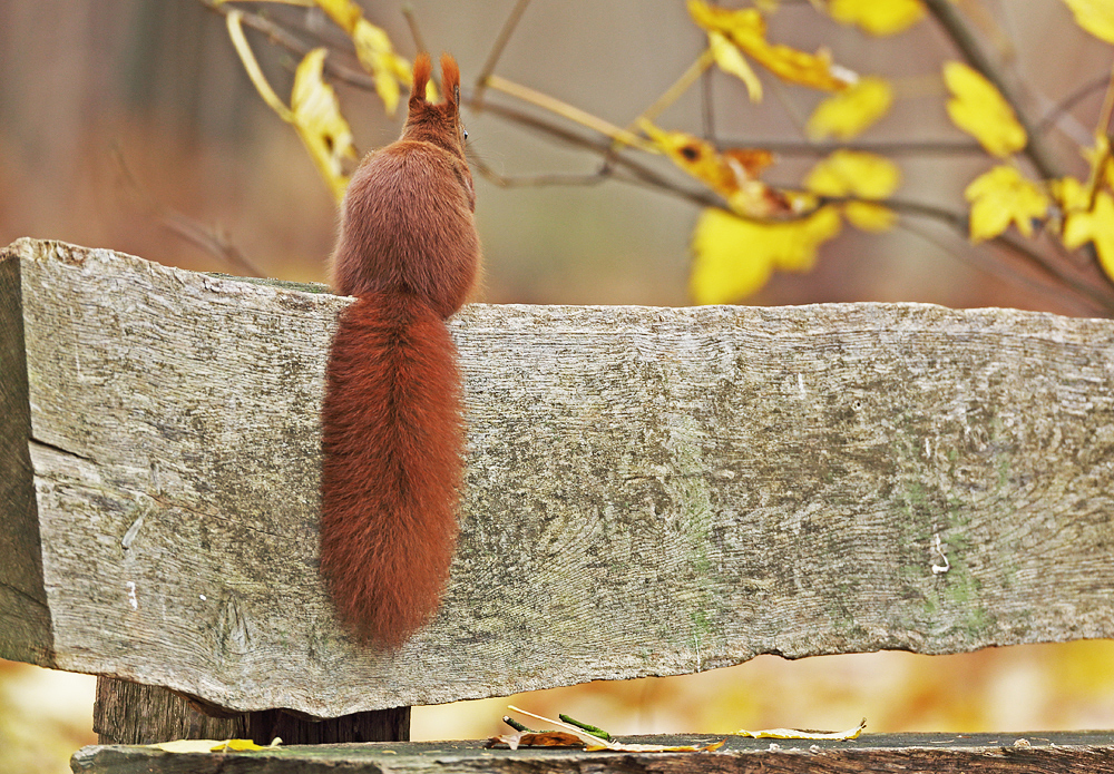 Anonymer Bankbesitzer ( oder Besetzer ?), herbstlich...