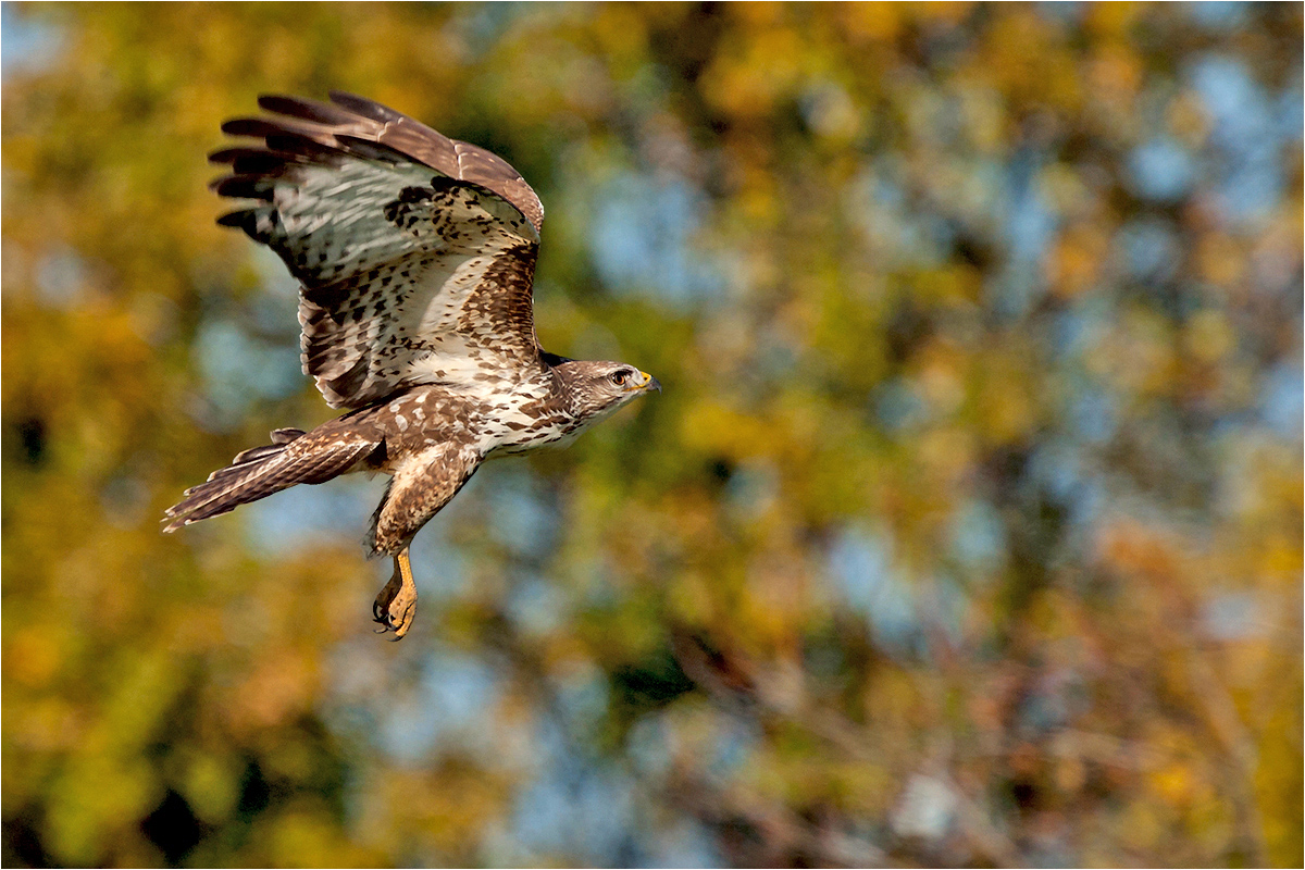 Mäusebussard-Buteo buteo