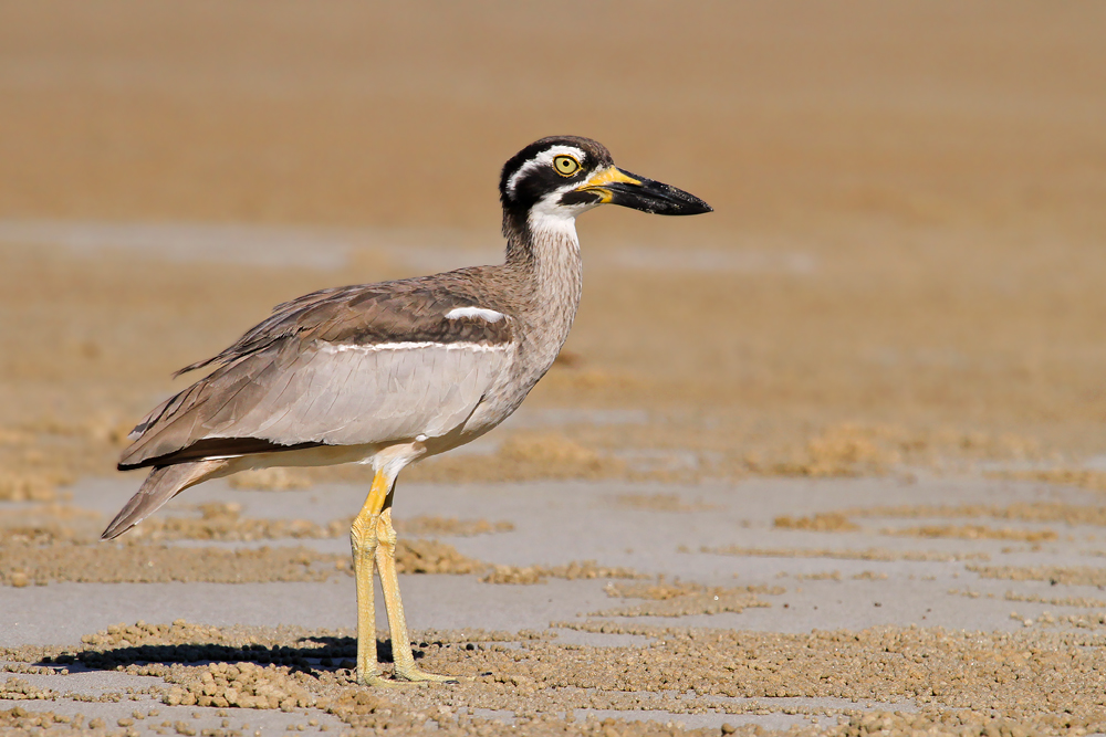 Beach stone-curlew