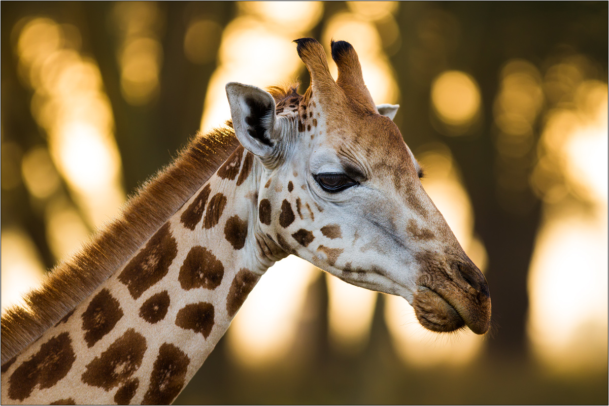 Rothschild-Giraffe (Forum für Naturfotografen)