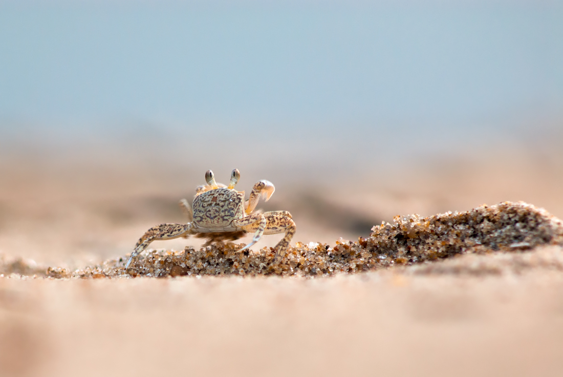 ~ Ghostcrab at work ~