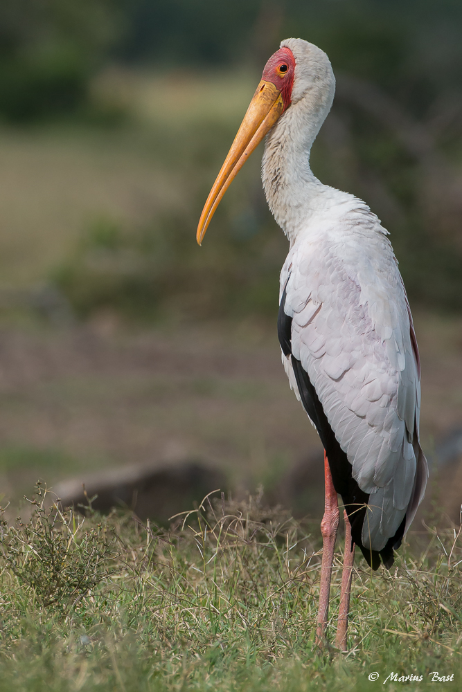 Nimmersatt (Mycteria ibis)