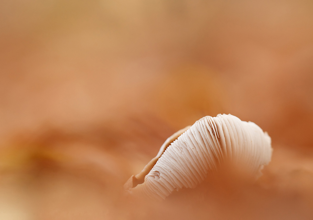 Funghi del mare