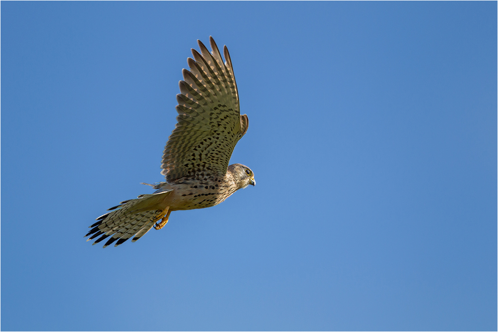 Turmfalke - Weibchen