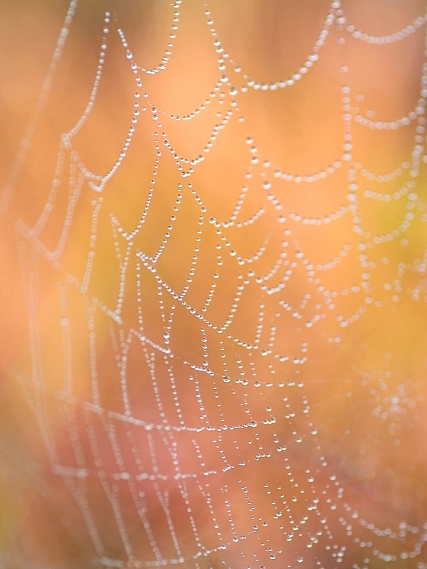 Perlennetz in der Heide