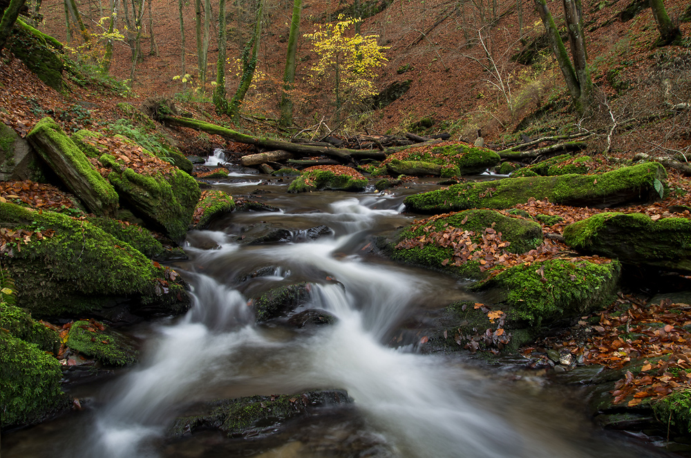 In der Ehrbachklamm