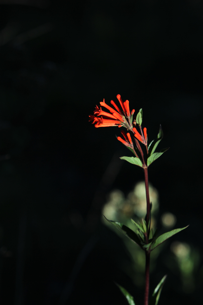 Bouvardia ternifolia