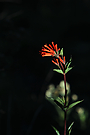 Bouvardia ternifolia