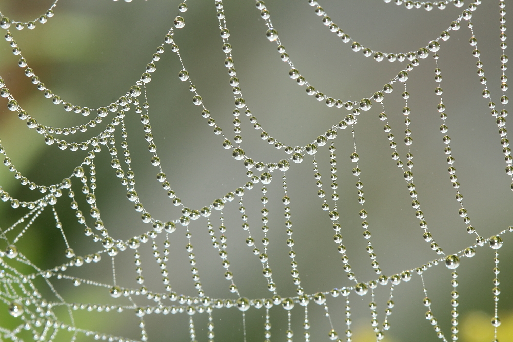 Wunderwerk der Natur