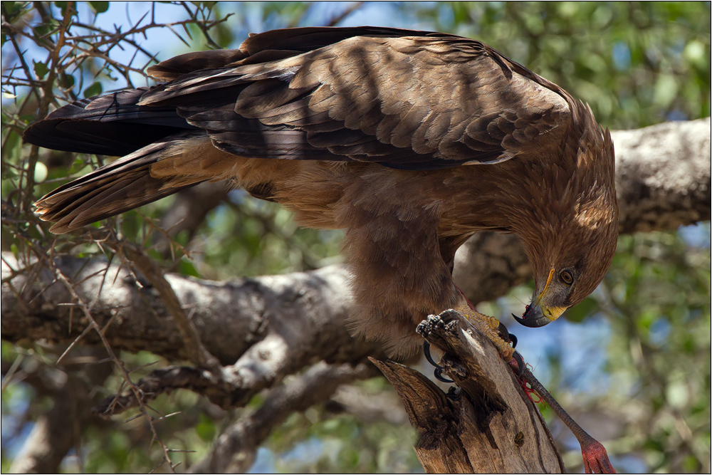 Raubadler (Aquila rapax)