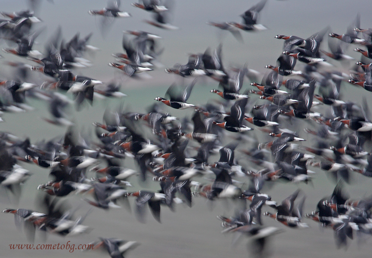 Red-breasted Geese /Branta ruficollis/