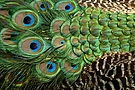 Augen