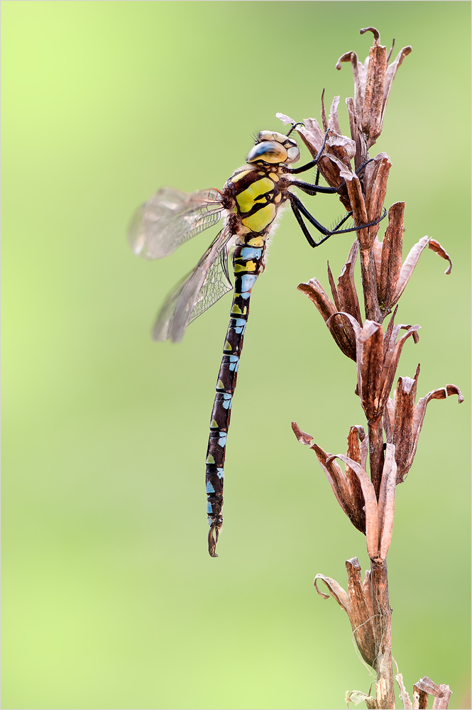 Libelle des Jahres 2012