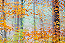 - Im Herbstnebel -