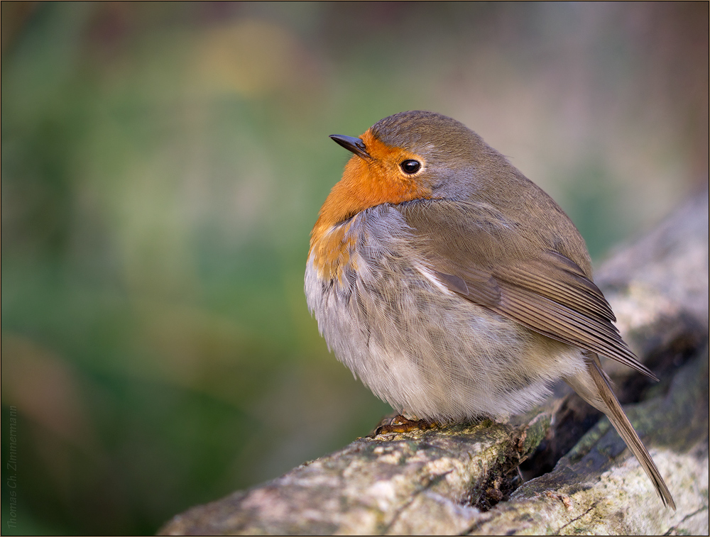 Federball ... (Forum für Naturfotografen)