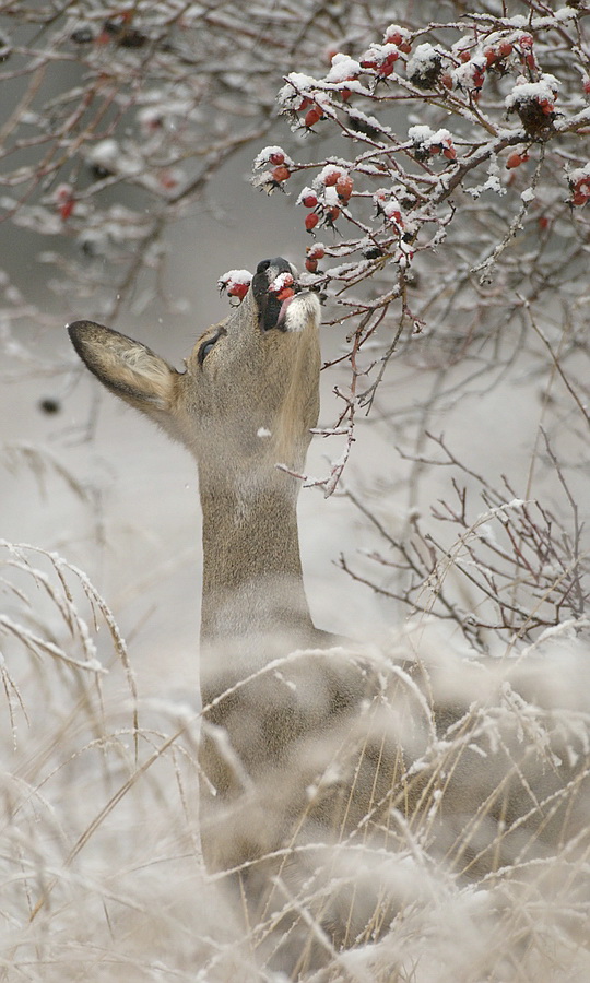 "... Winter..."