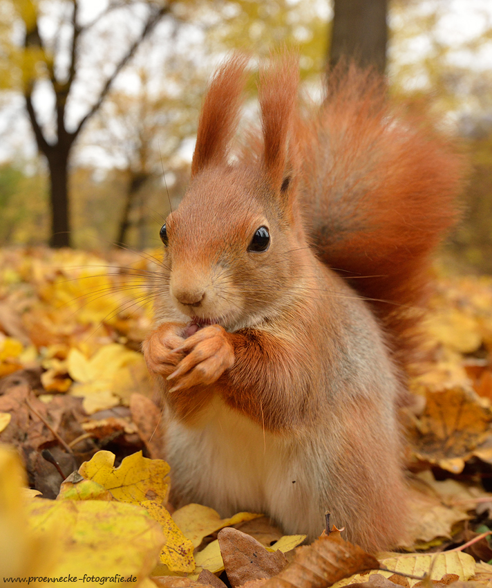 Herbsthörnchen II