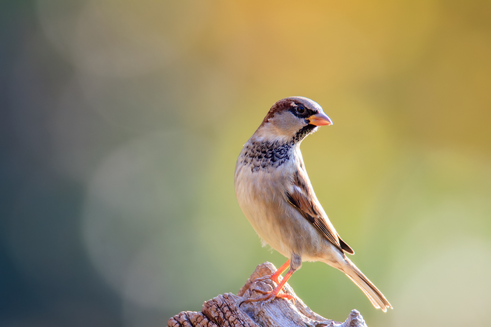 Haussperlingsmännchen im herbstlichen Gegenlicht