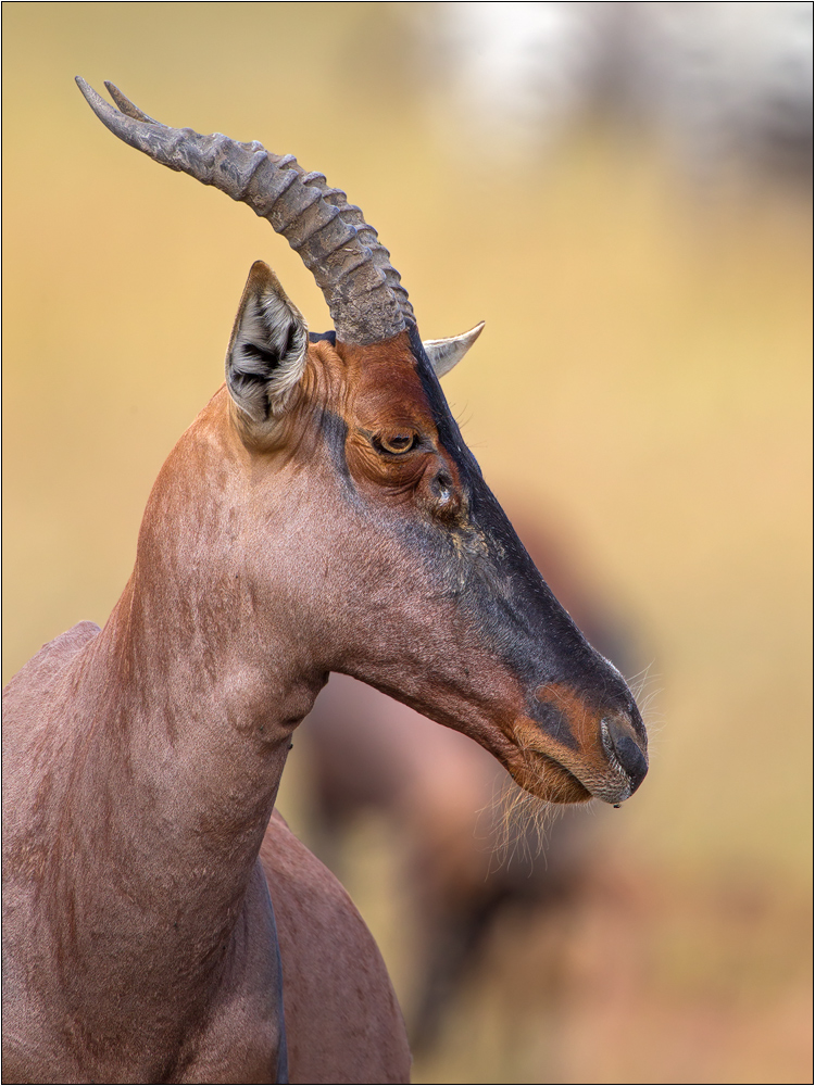 Leierantilope (Damaliscus lunatus)