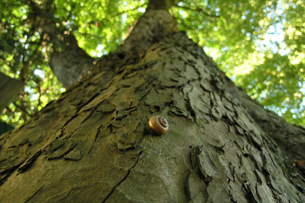 Schnecke mit Ziel