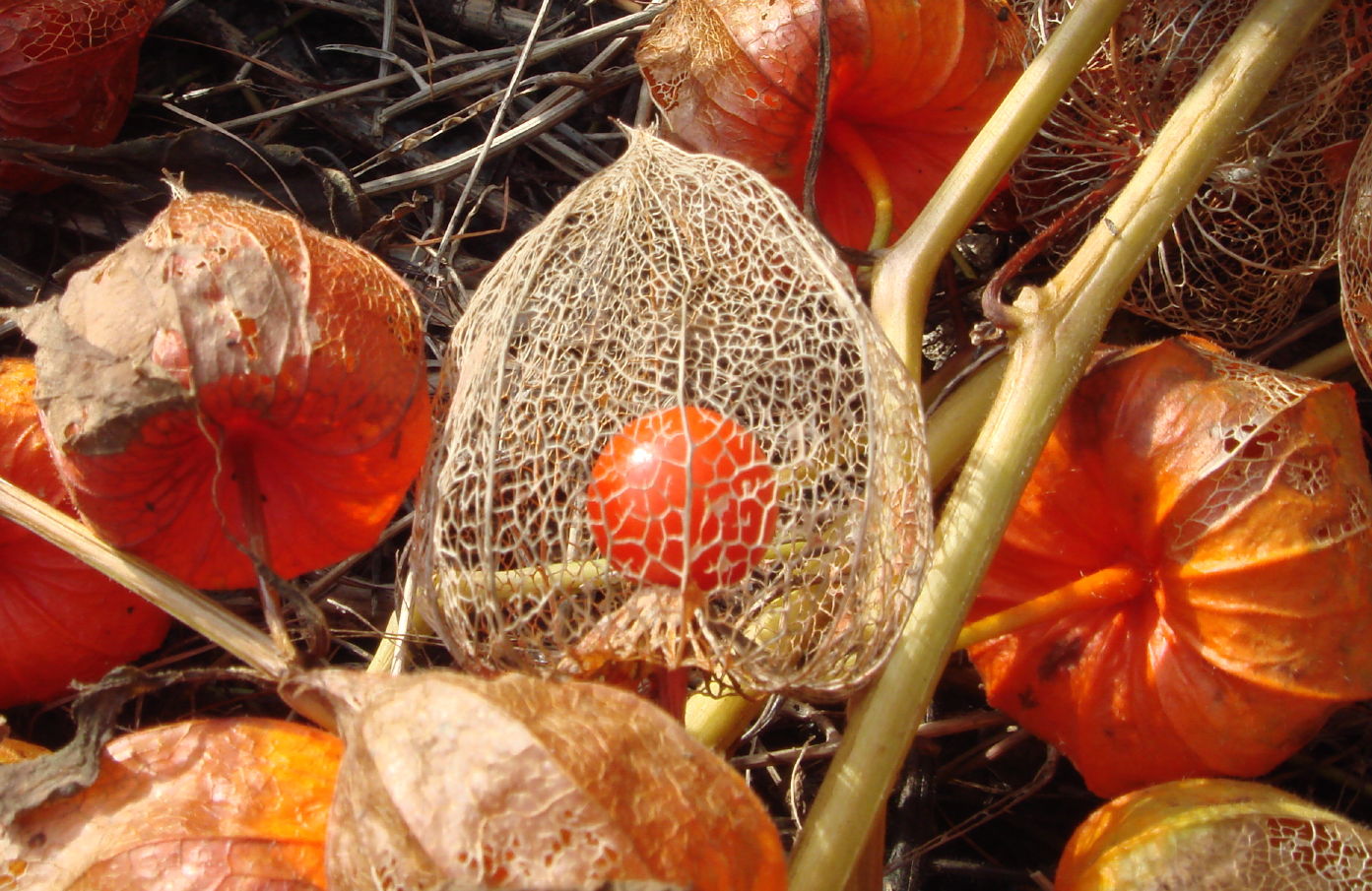 Physalis