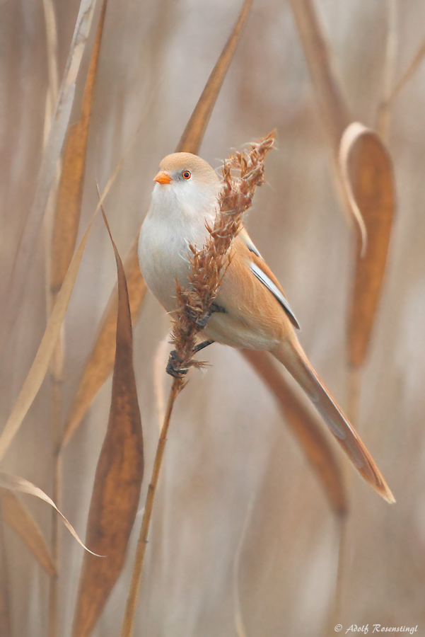 Bartmeise (Panurus biarmicus) Weibchen