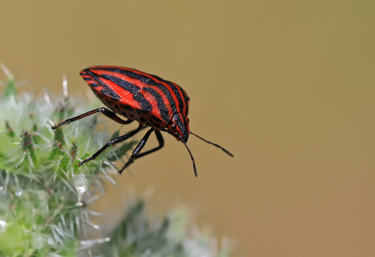Rote Streifenwanze