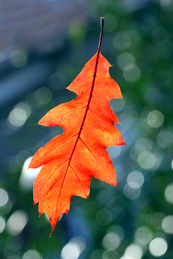 Das letzte Blatt in unserem Garten