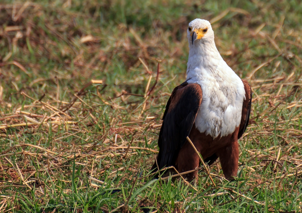 Pechvogel