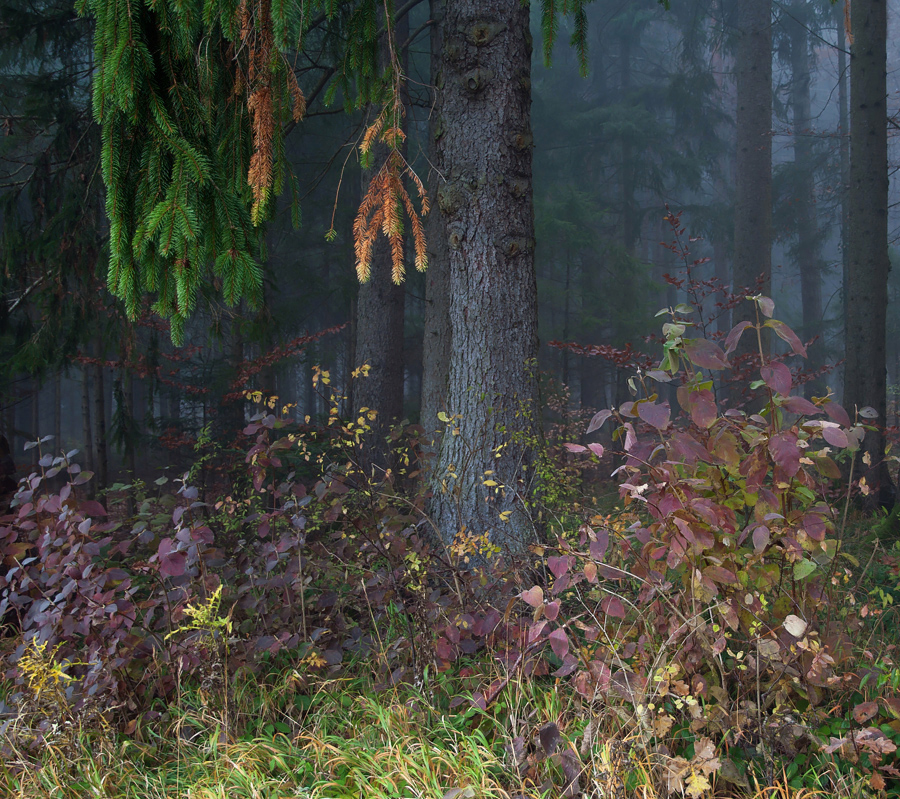 Kleines Waldbild