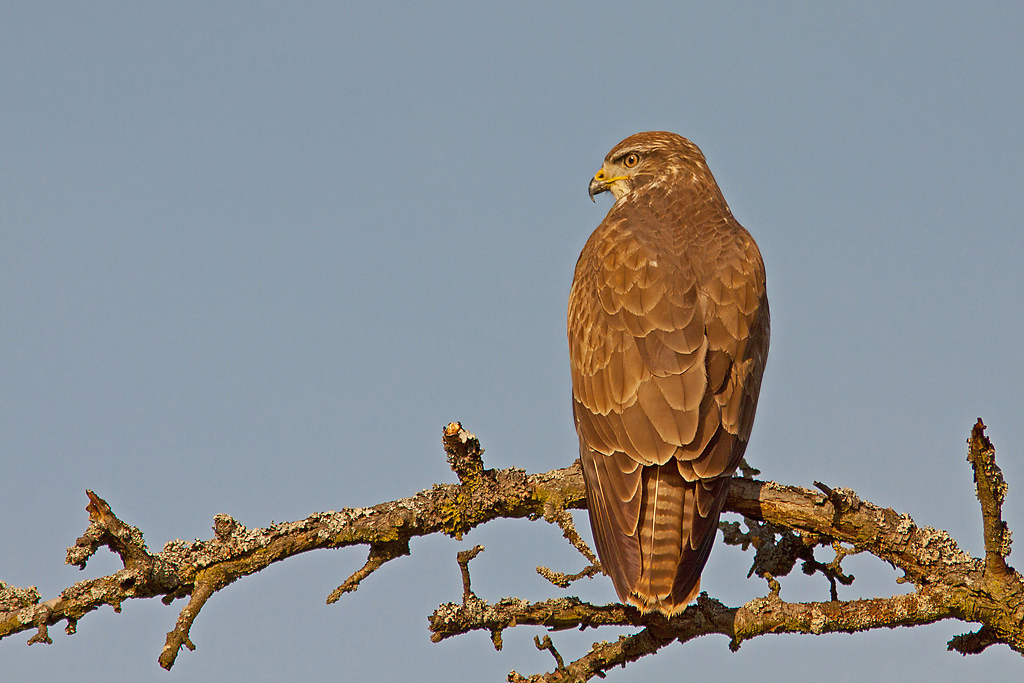 Mäusebussard