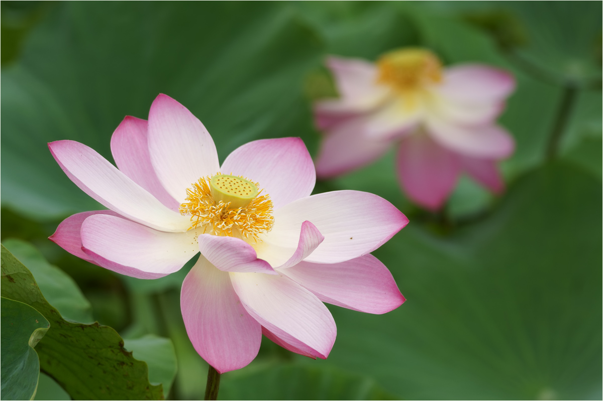 * Lotos - Lotus * (Forum für Naturfotografen)
