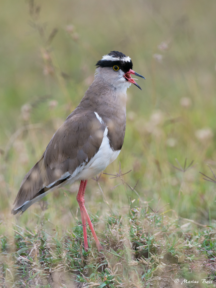 Kronenkiebitz (Vanellus coronatus)