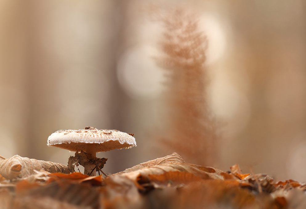 fog fungus II