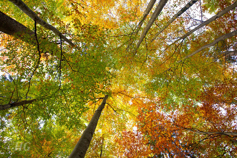 Silva fera im Herbst