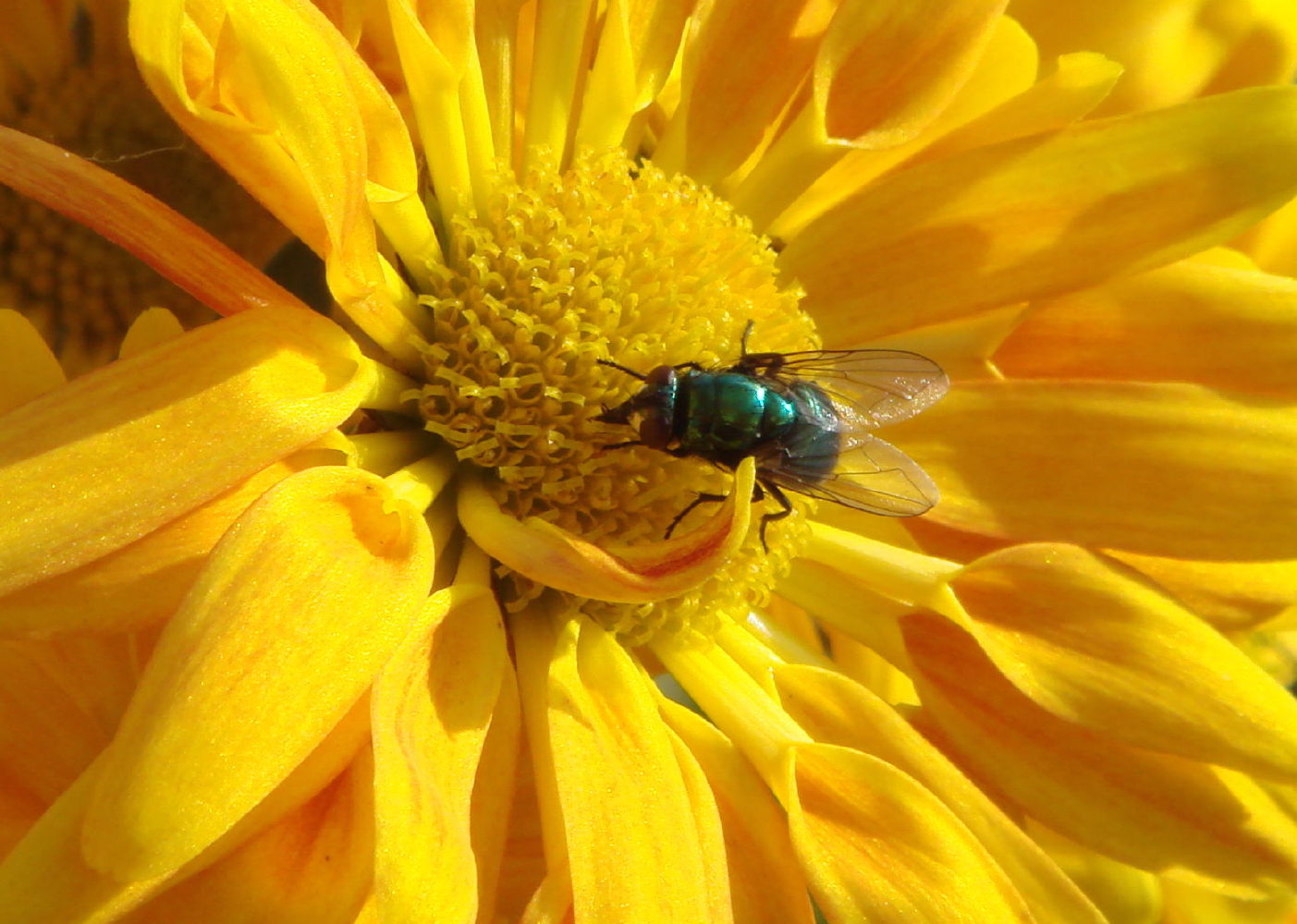 Grüne Fliege auf gelber Blume