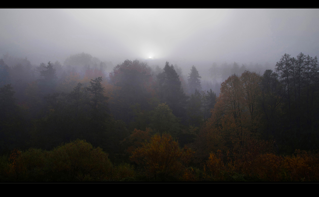 Bäume im Nebel