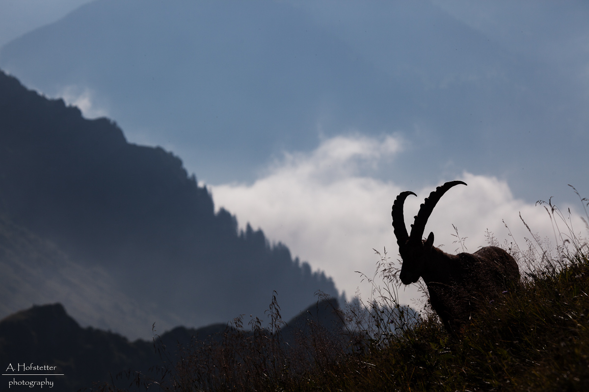 König der Alpen